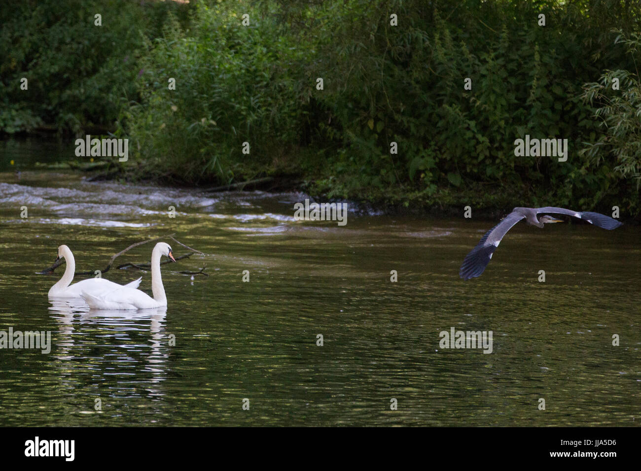 Bray, UK. 18th July, 2017. A pair of swans and a heron on the River Thames. Credit: Mark Kerrison/Alamy Live News Stock Photo