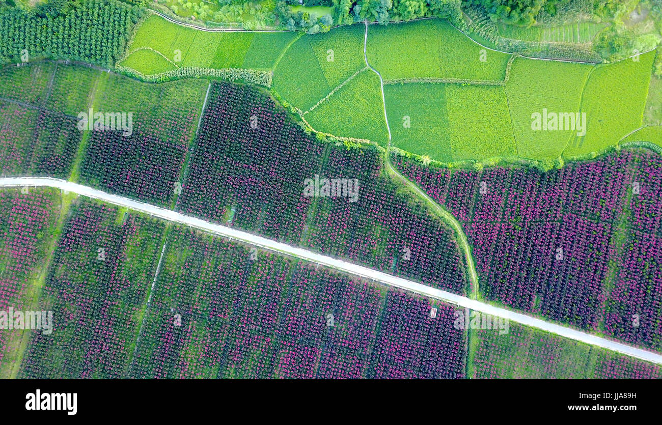 Huaying, Huaying, China. 18th July, 2017. Aerial photography of rice ...