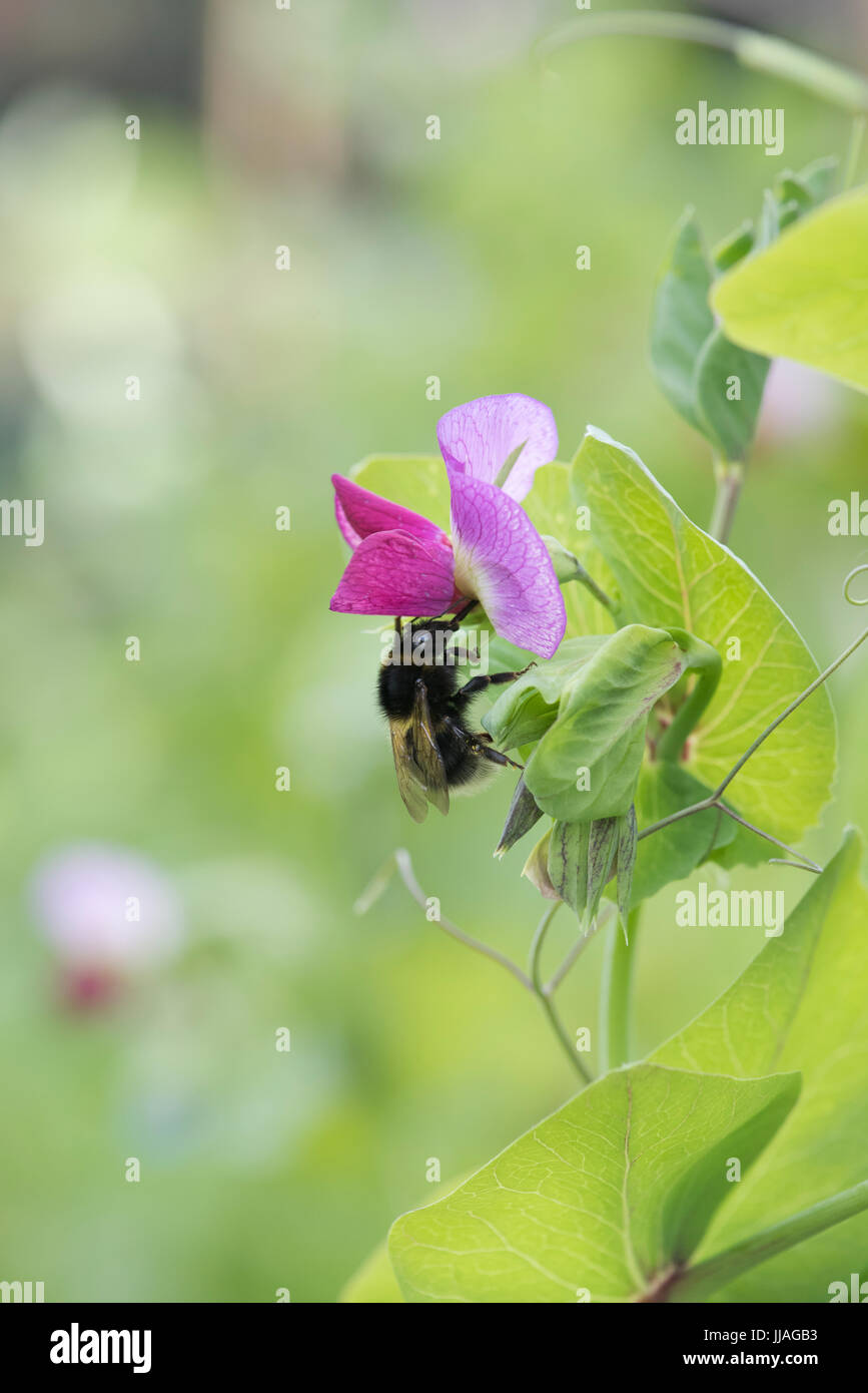 Bombus lucorum. White-tailed Bumblebee on a purple podded pea flower in an english vegetable garden. UK Stock Photo
