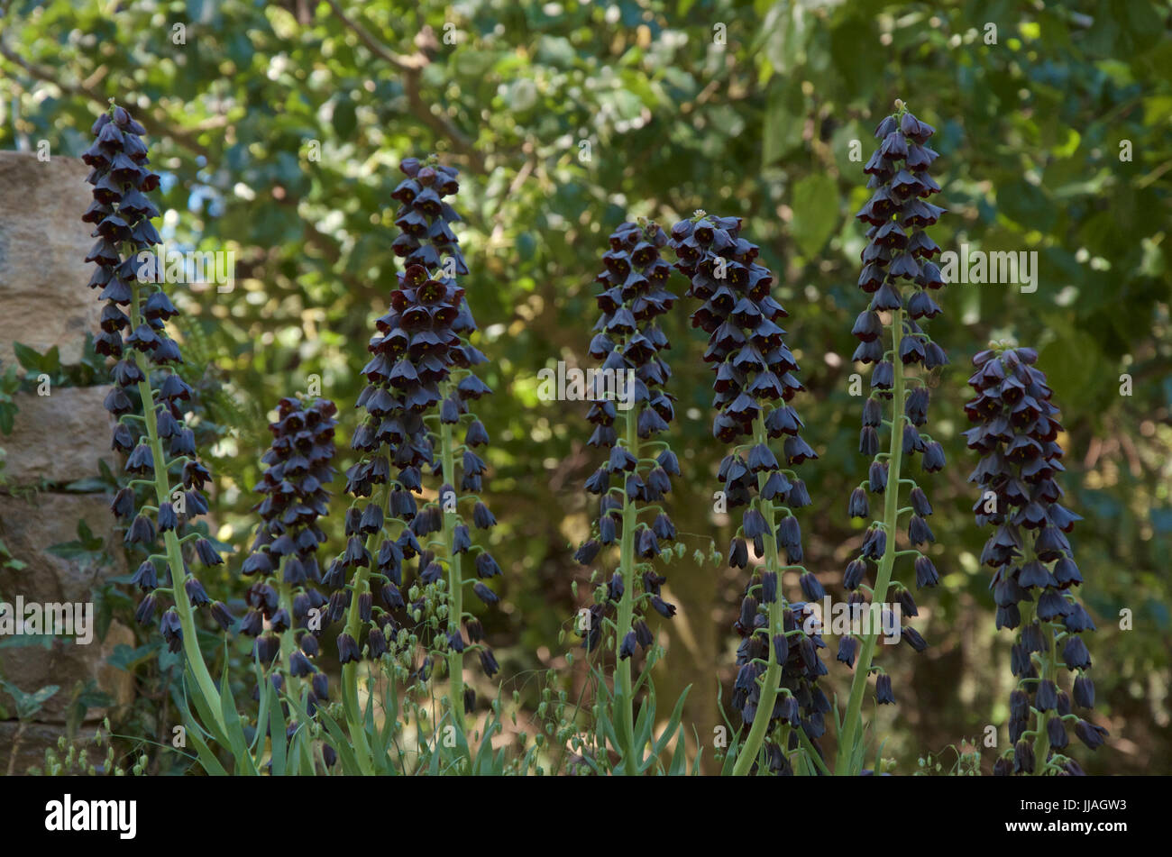 Fritillaria persica Twin Towers (Tribute) Stock Photo