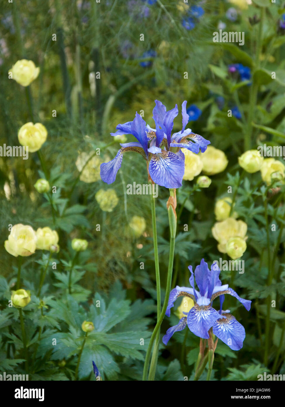 Iris sibirica 'Papillon' with Trollius x cultorum 'Cheddar' Stock Photo