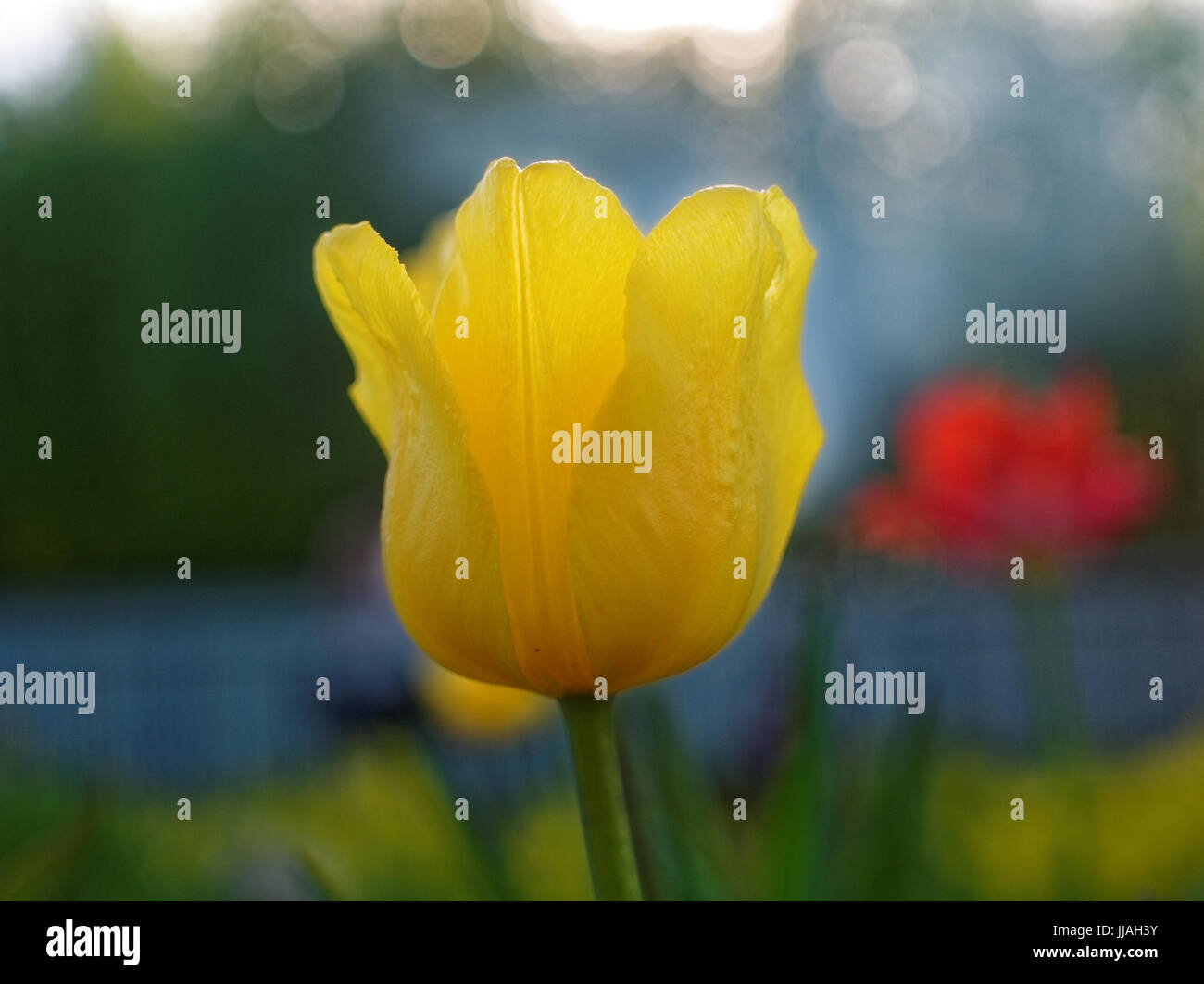yellow Tulip in the spring at the dacha, Russia Stock Photo