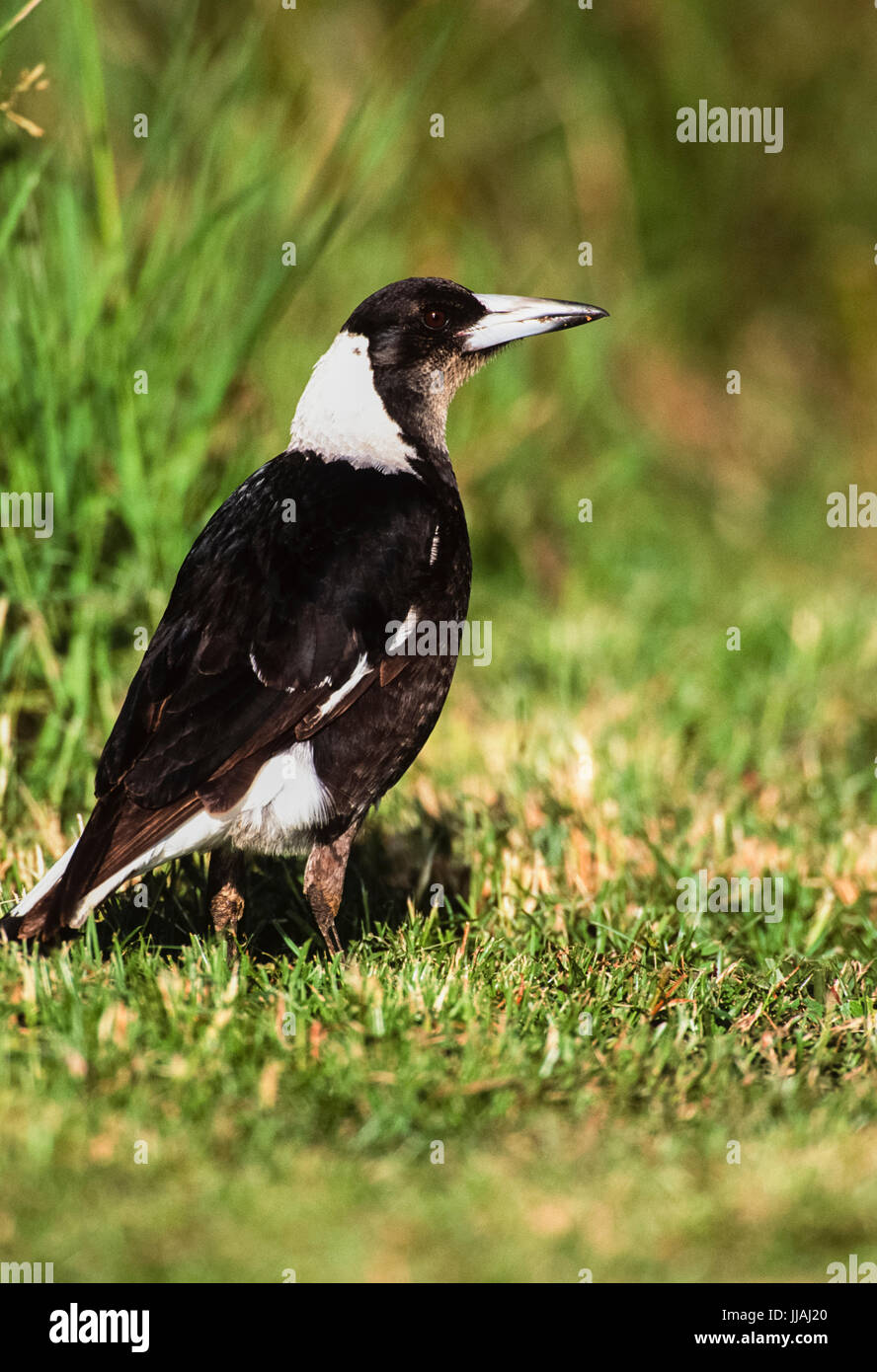 adult Australian Magpie or Black-backed magpie,(Gymnorhina tibicen), Byron bay, New South Wales, Australia Stock Photo