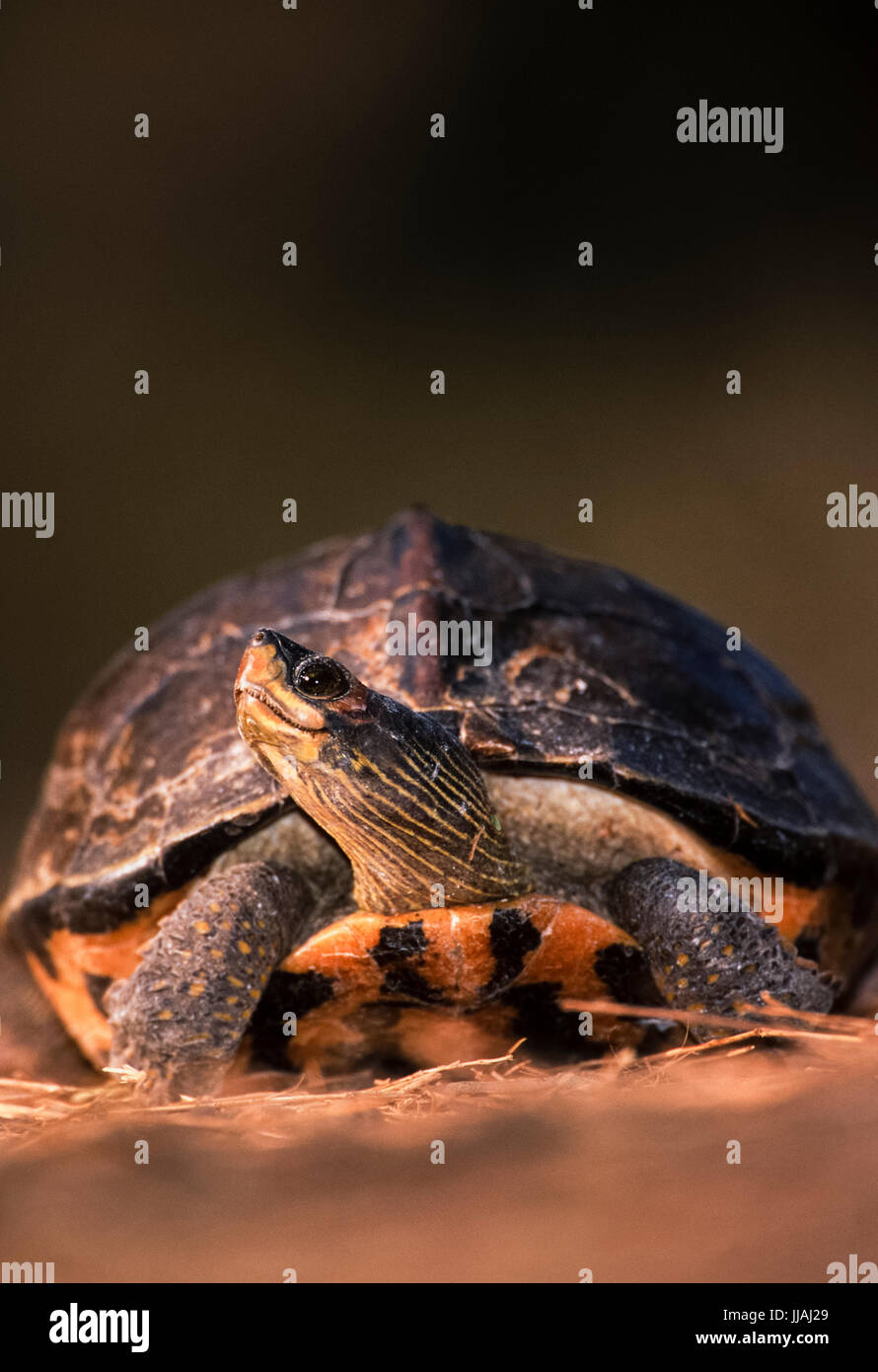 Indian roofed turtle, (Kachuga tecta), Keoladeo Ghana National Park, Bharatpur, Rajasthan, India Stock Photo