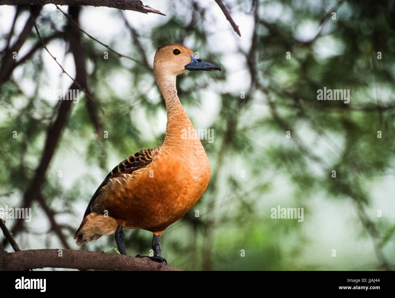 Lesser Whistling Duck,(Dendrocygna javanica),also known as Indian Whistling Duck or Lesser Whistling Teal, in tree, Keoladeo Ghana National Park,India Stock Photo
