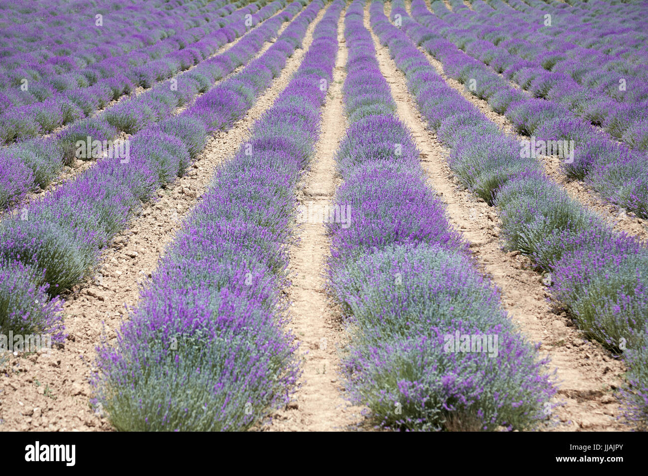 Lavender cultivation field in a sunny summer day Stock Photo