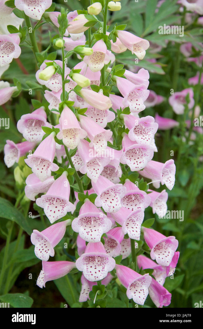 Digitalis Lucas Pink Stock Photo Alamy
