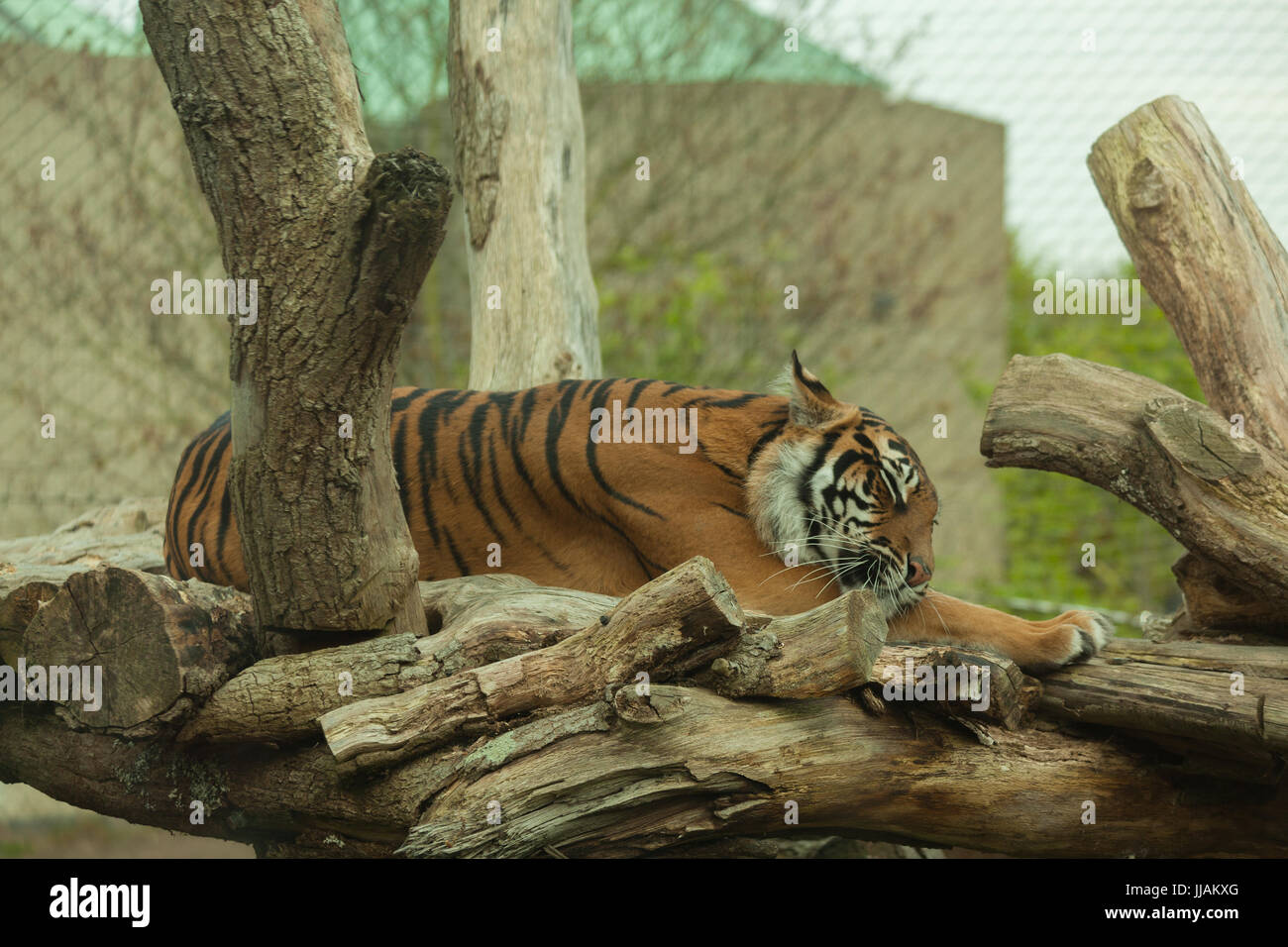 enzo the tiger sleeping clipart