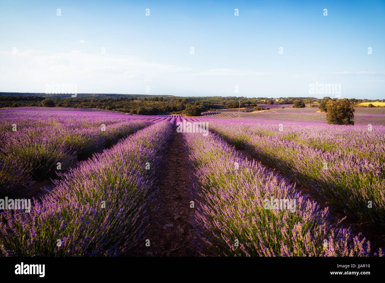 Beautiful image of lavender fields. Summer sunset landscape Stock Photo ...