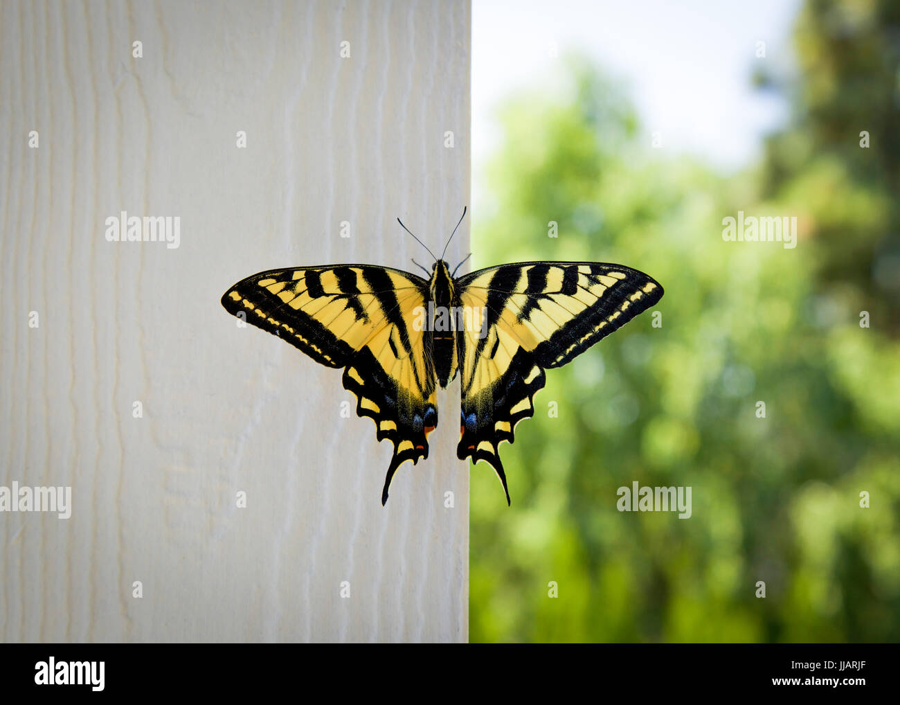 Western Tiger Swallowtail Butterfly Stock Photo