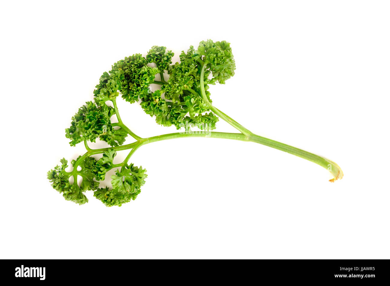 Curly parsley hires stock photography and images Alamy