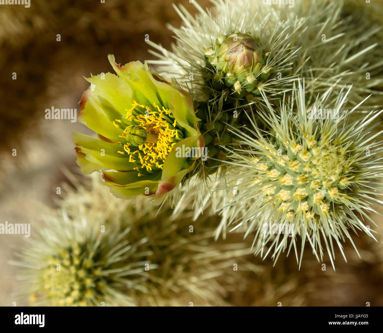 Cholla Cactus blooming, early spring in the Mojave desert, don't touch they don't let go Stock Photo