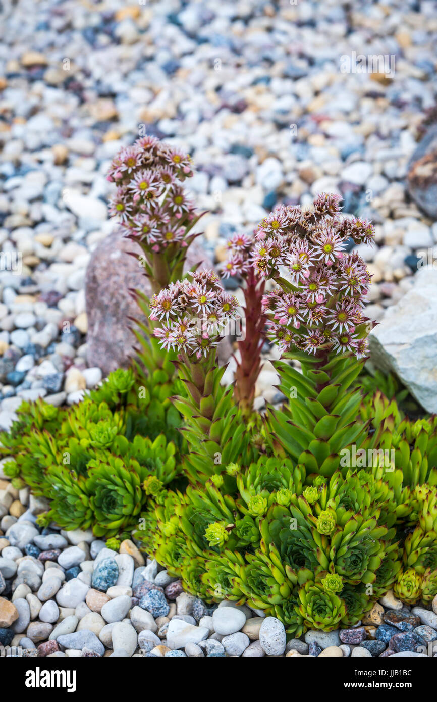 A flowering hen and chickens plant in a rock garden in Winkler, Manitoba, Canada. Stock Photo