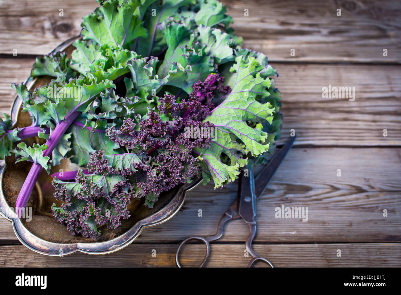 Red kale leaves and scissors Stock Photo