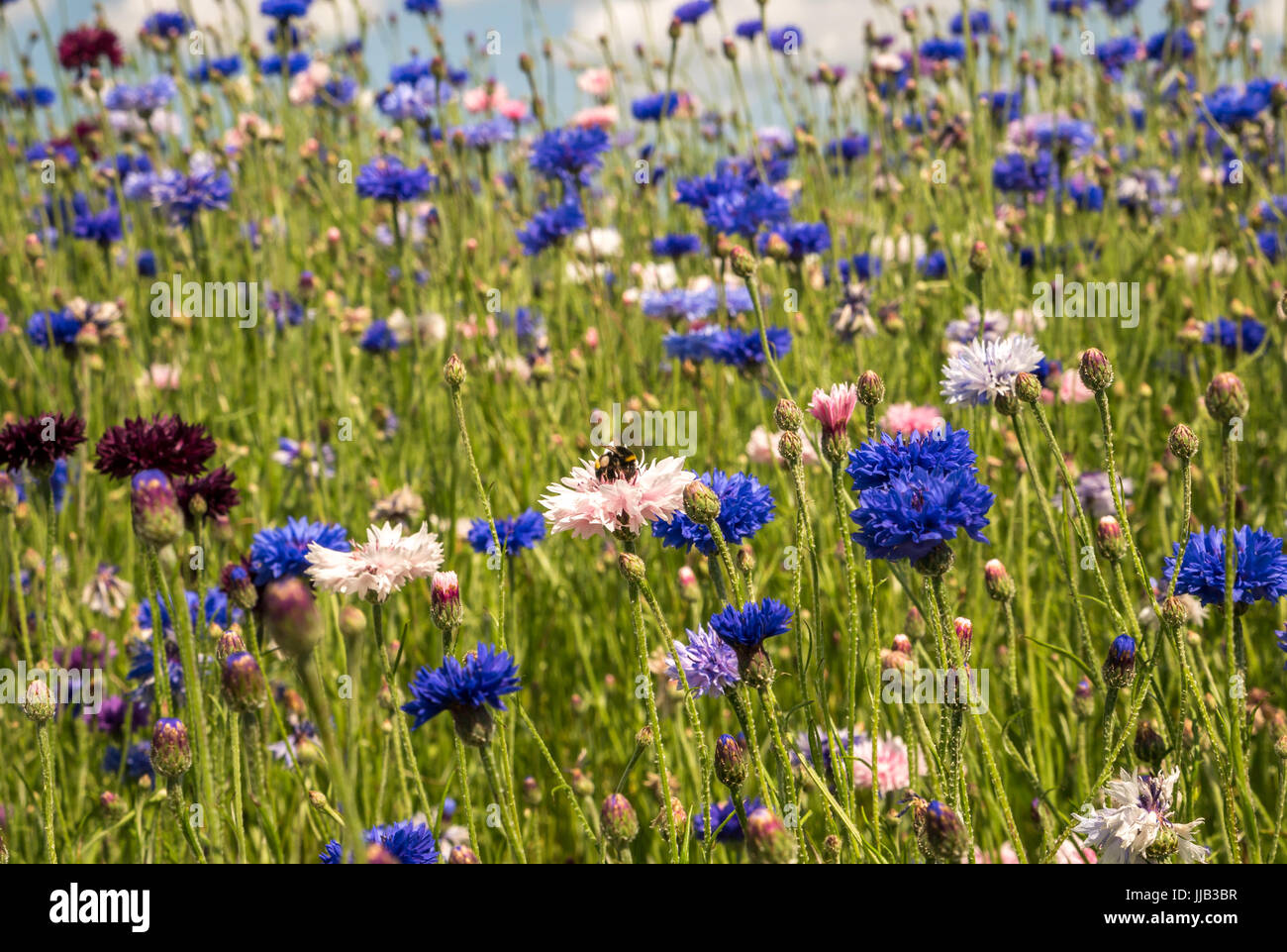 Wild cornflowers, Centaurea cyanus, growing on traffic island