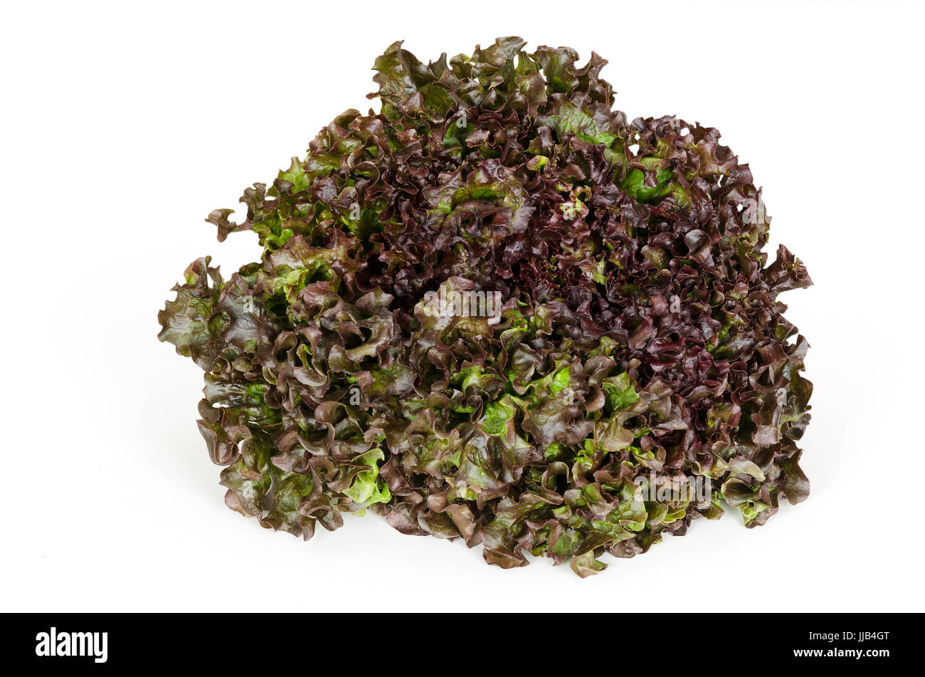 Batavia Red lettuce front view over white. Also summer or French crisp. Loose-leaf lettuce. Reddish green salad head with crinkled leafs. Stock Photo