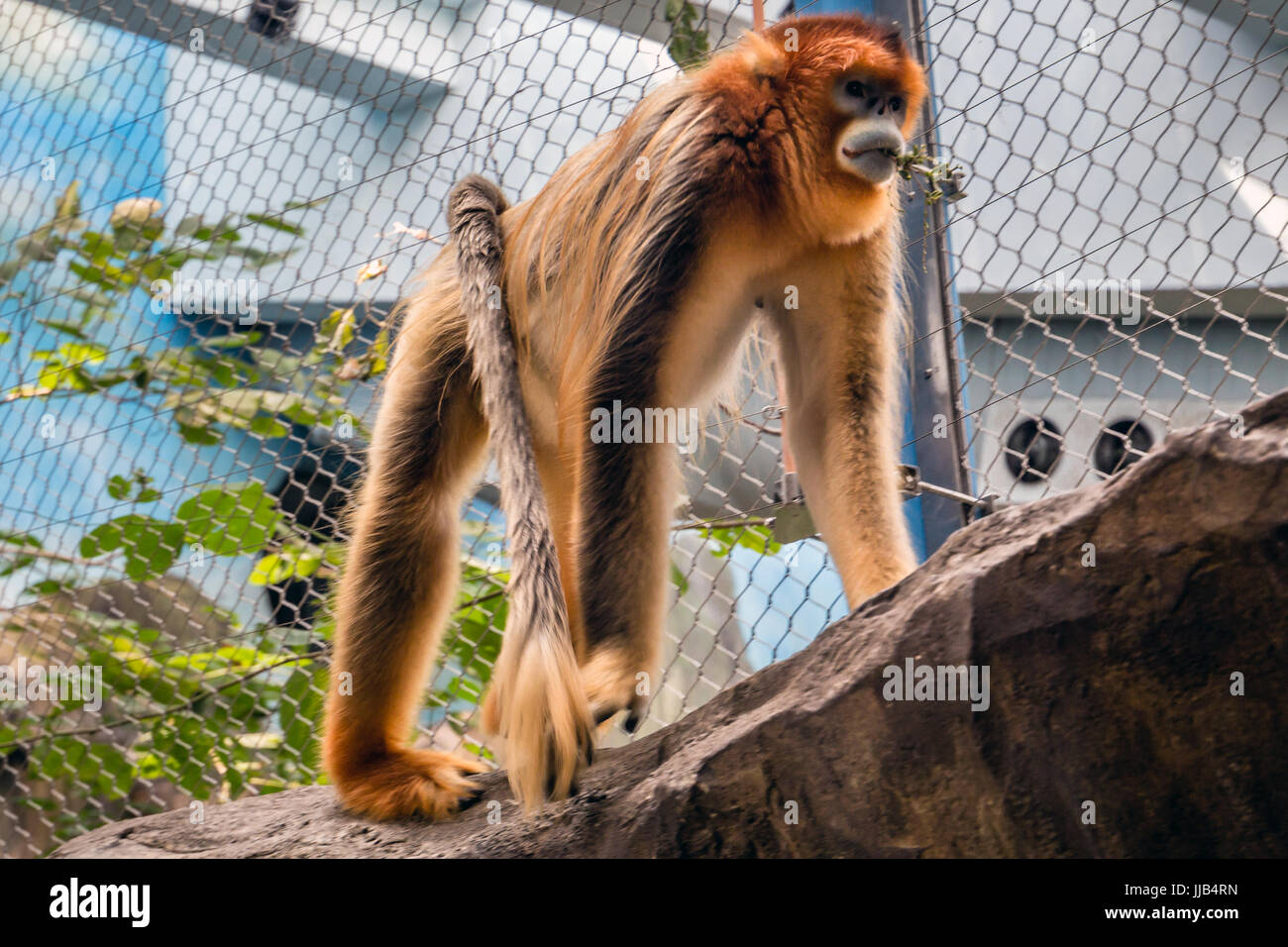 Golden Snub-nosed Monkey in Hong Kong Ocean Park, China Stock Photo