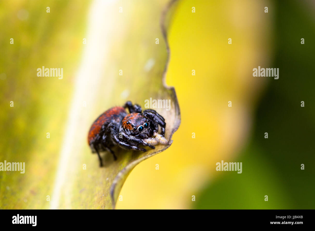 Small red and black jumping spider sitting on a yellow leaf with green and yellow background close-up photo Stock Photo