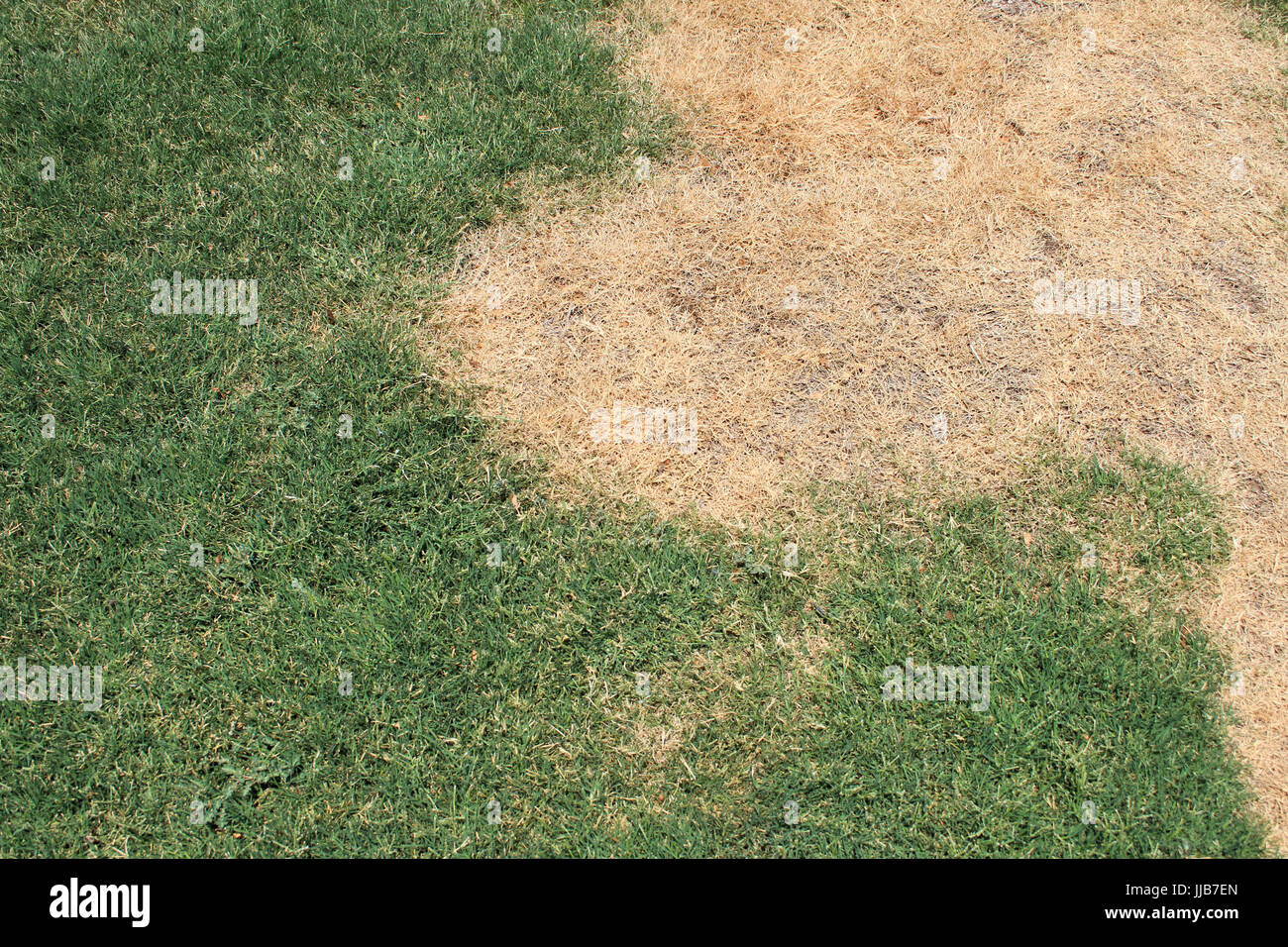 A patch of bermuda grass lawn shows brown spot or dead spot disease. Stock Photo