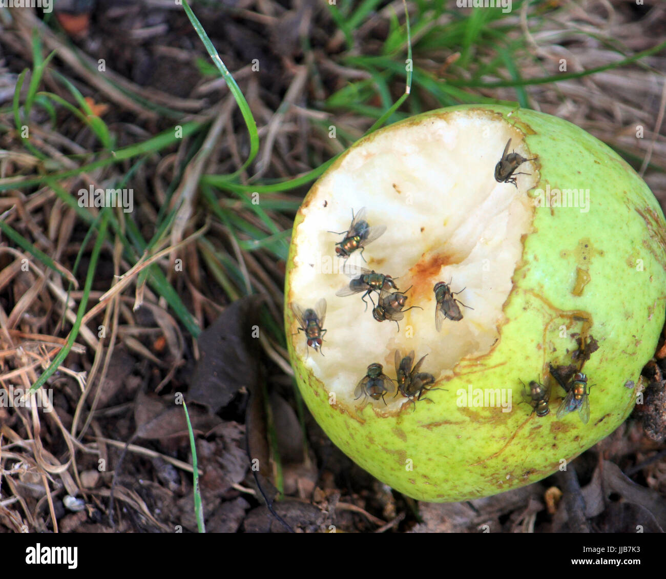 Flies gather on a half-eaten fallen pear fruit. Stock Photo
