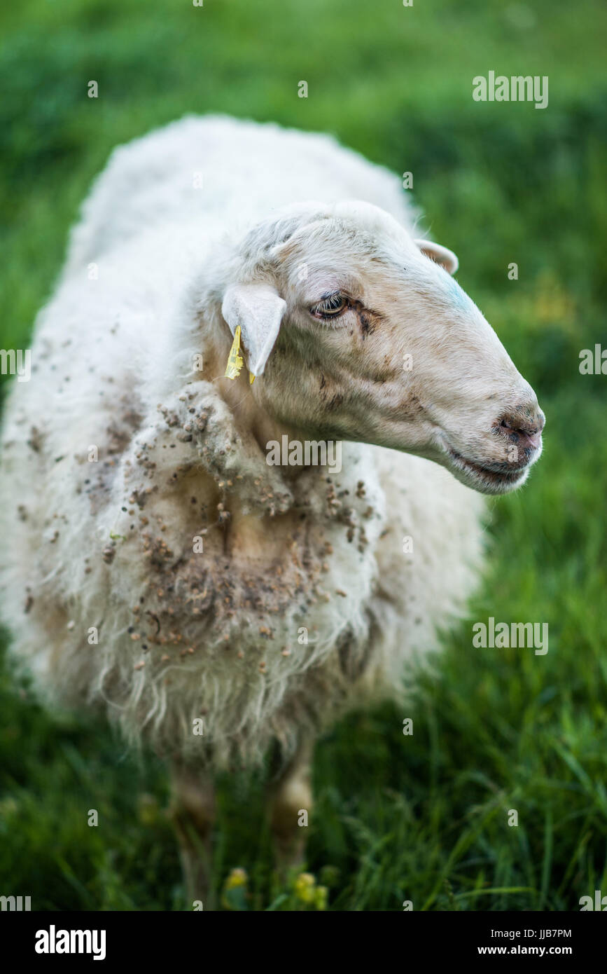 Sheep in the grass early morning Stock Photo - Alamy