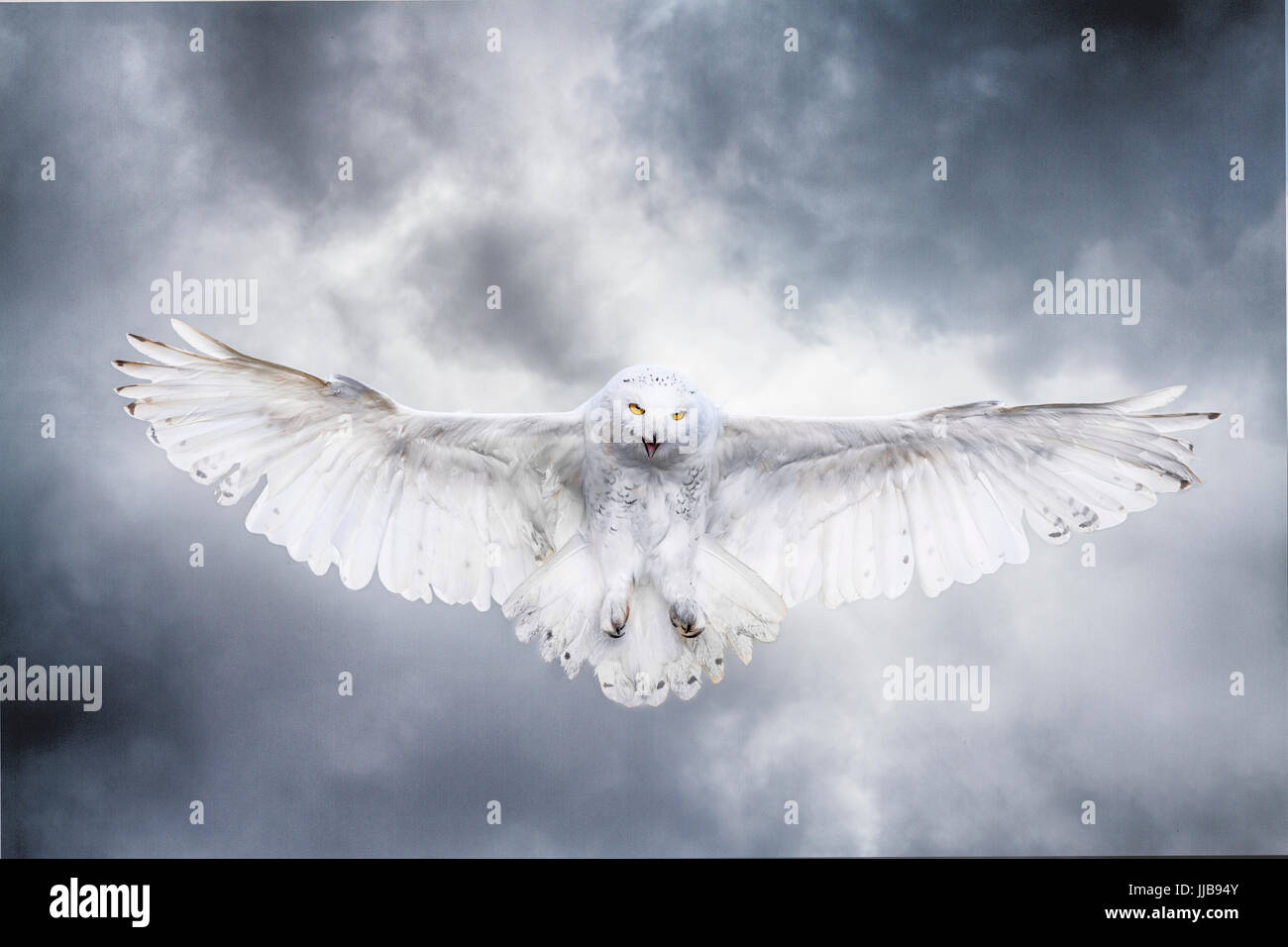 Snowy owl in flight against a stormy, snow-laden sky. Wings are outspread and feet are being lowered for landing. Stock Photo