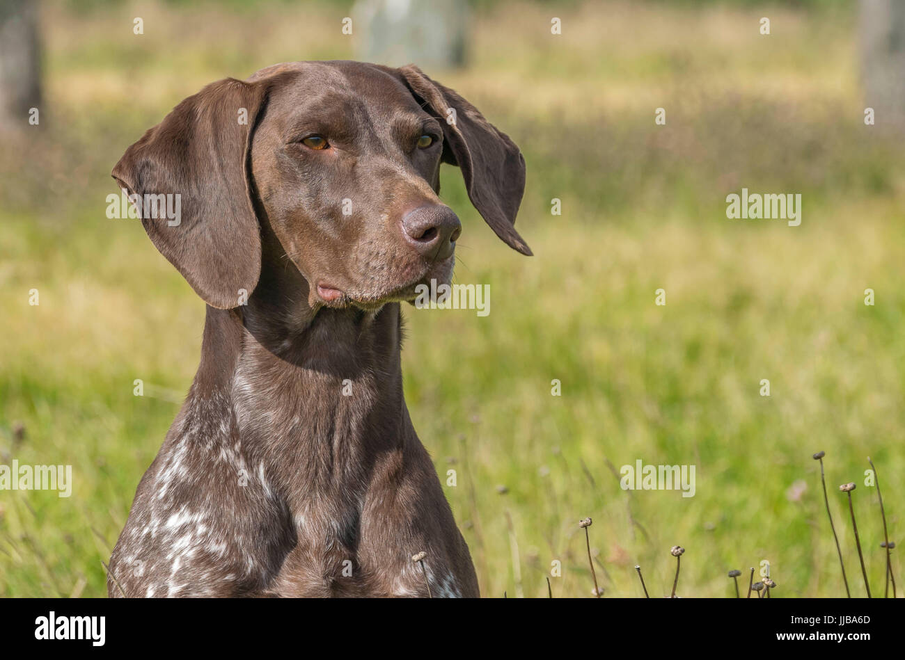 German Pointer Dog Stock Photo Alamy