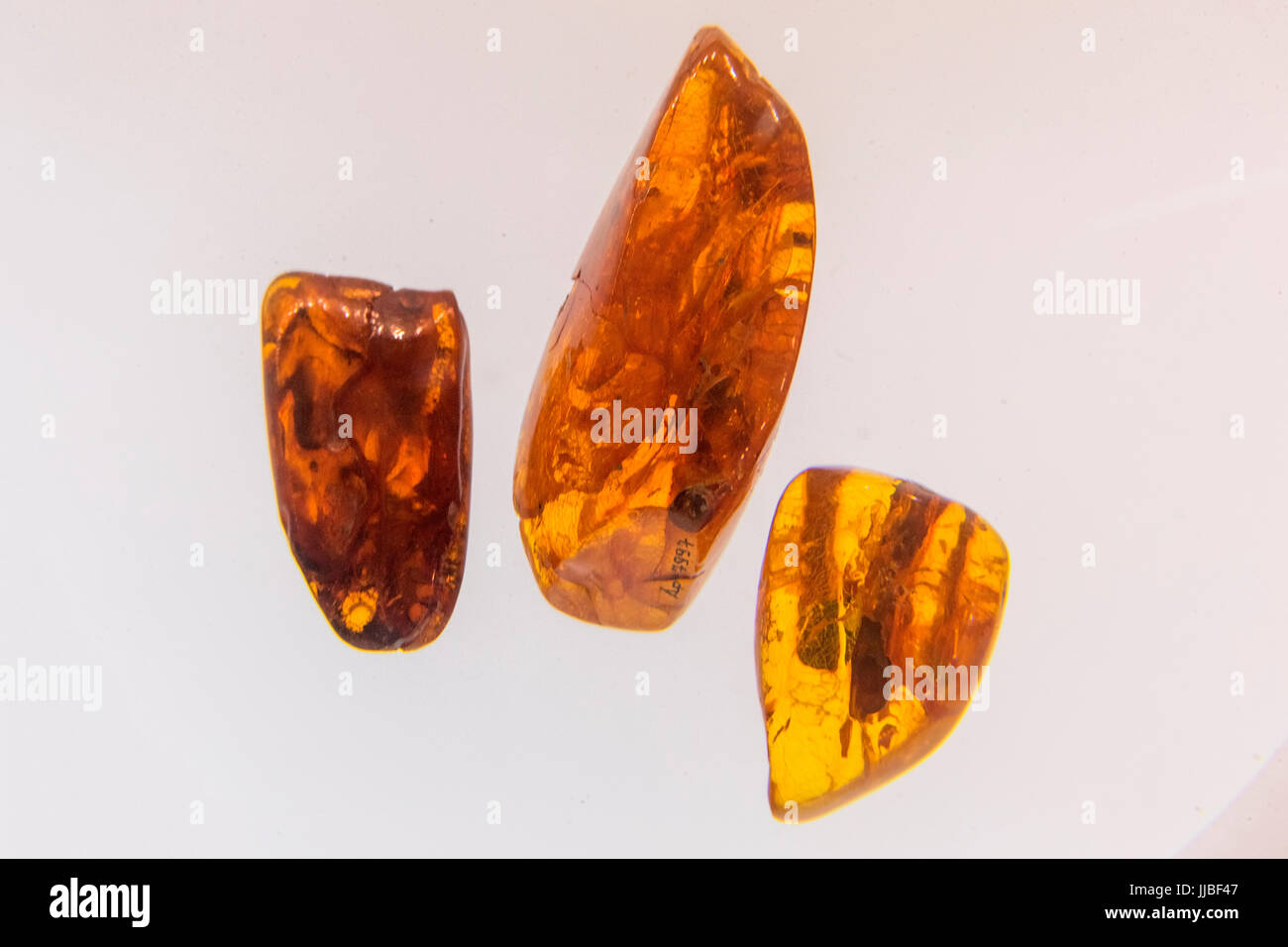 Exhibits from the amber museum, insects frozen in amber, Palanga, Lithuania. Stock Photo