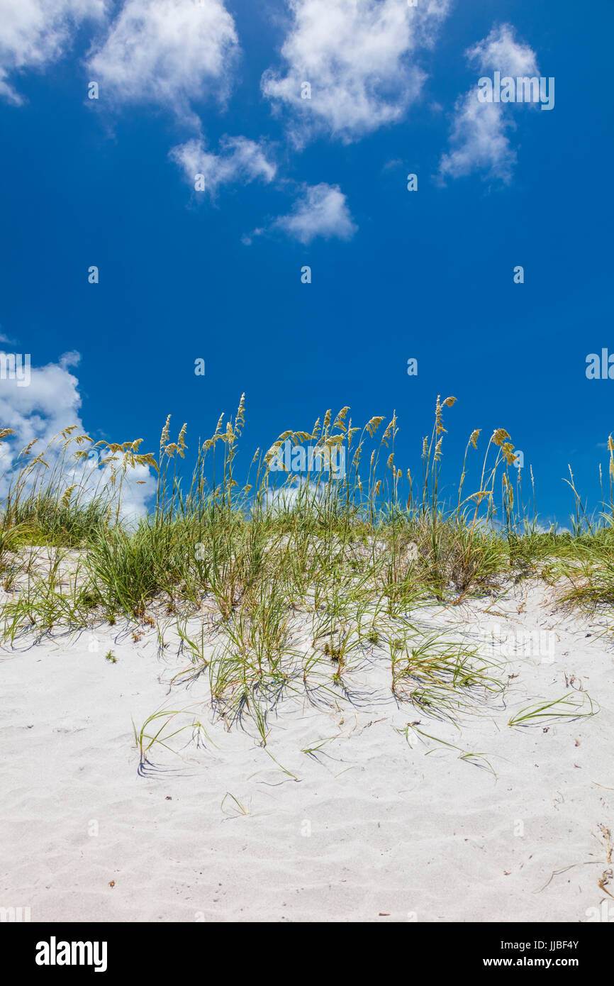 Uniola Sea Oats or Uniola paniculata on dunes at Bill Baggs Cape Florida State ...