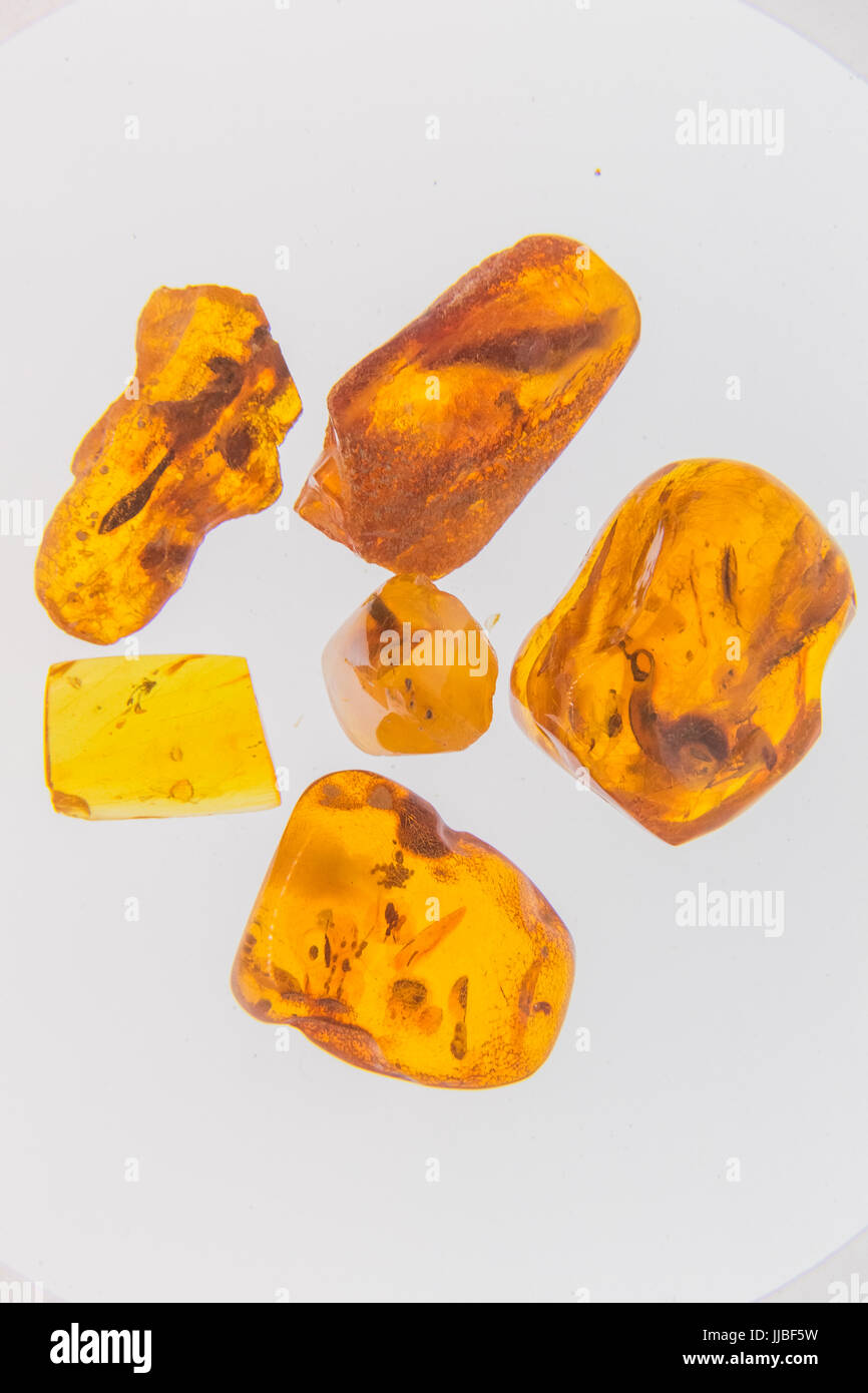 Exhibits from the amber museum, insects frozen in amber, Palanga, Lithuania. Stock Photo