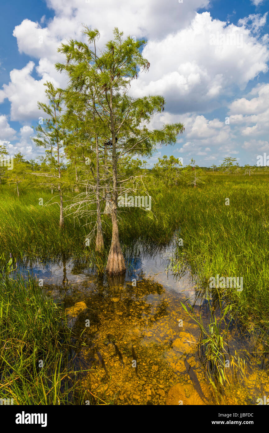 Dwarf Cypress trees in wet grasslands of Everglades National Park in