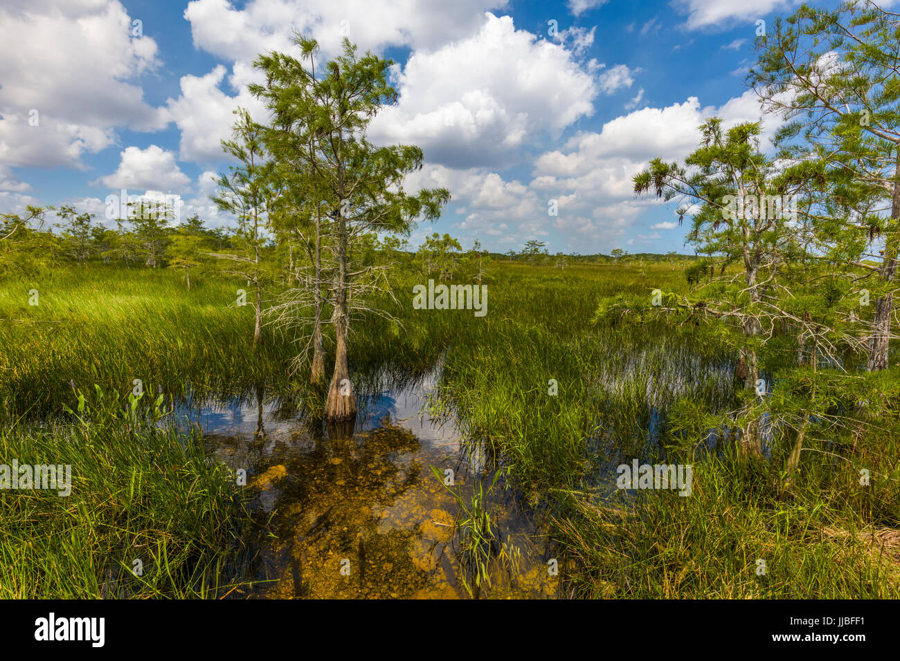 Dwarf Cypress trees in wet grasslands of Everglades National Park in South Florida Stock Photo