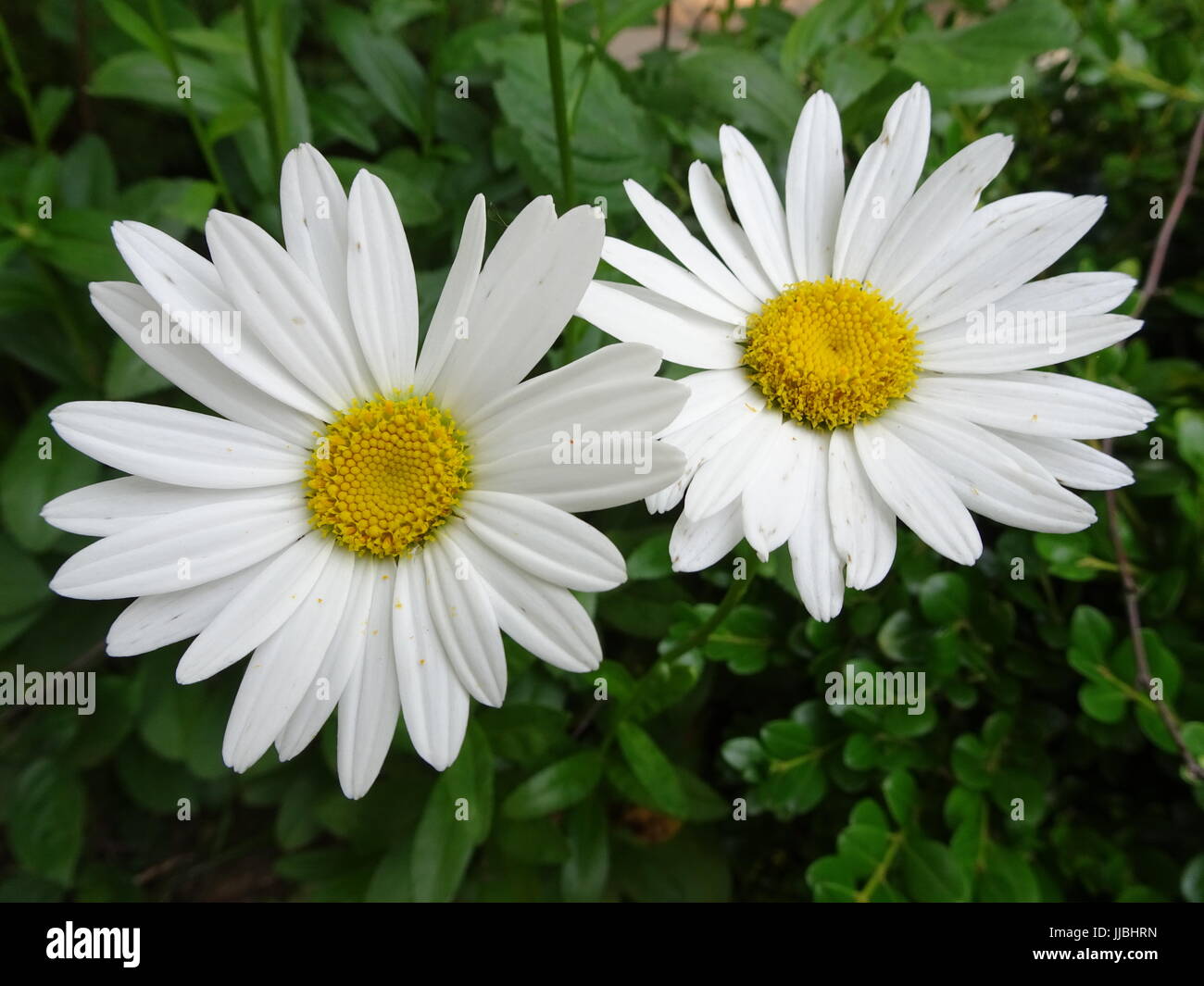 2 Daisy's that I found outside my house. Petals are a nice and pure white Stock Photo