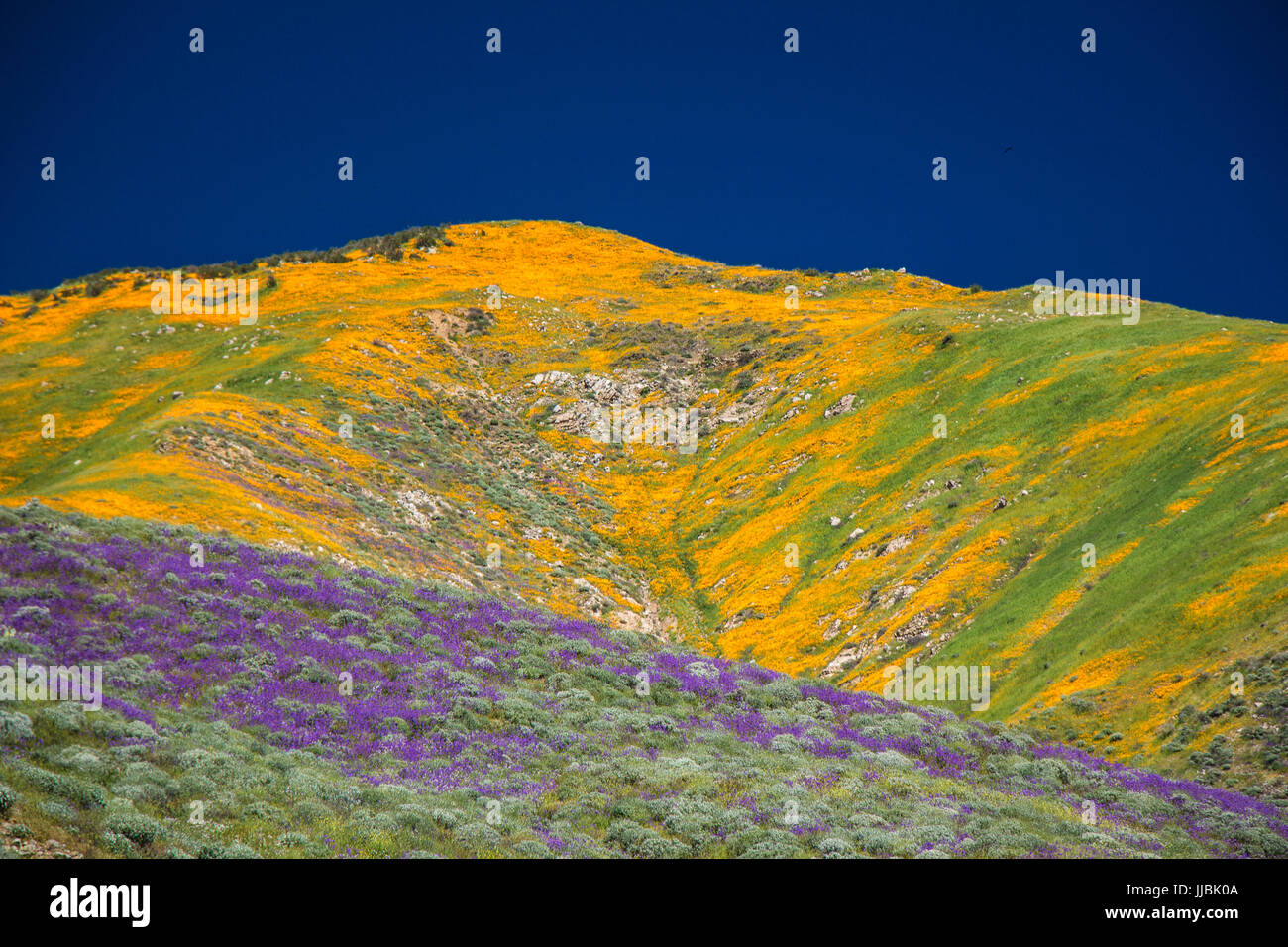 Purple california wildflowers hi-res stock photography and images - Alamy