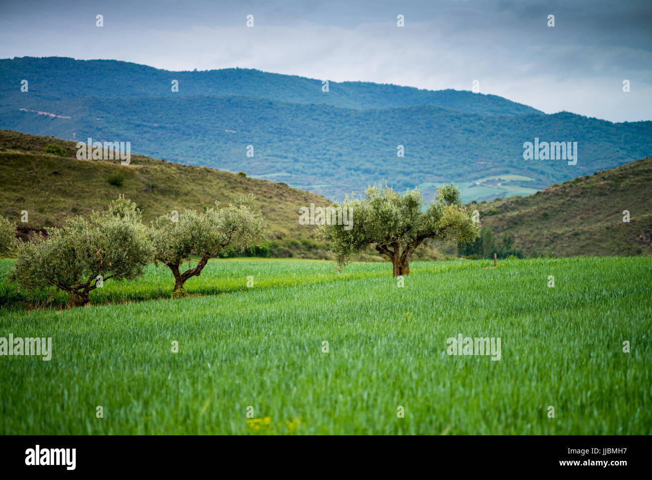 Landscape with oliv trees and fields on the way from Pamplona to Logrono, Camino de Santiago, Spain, Europe Stock Photo