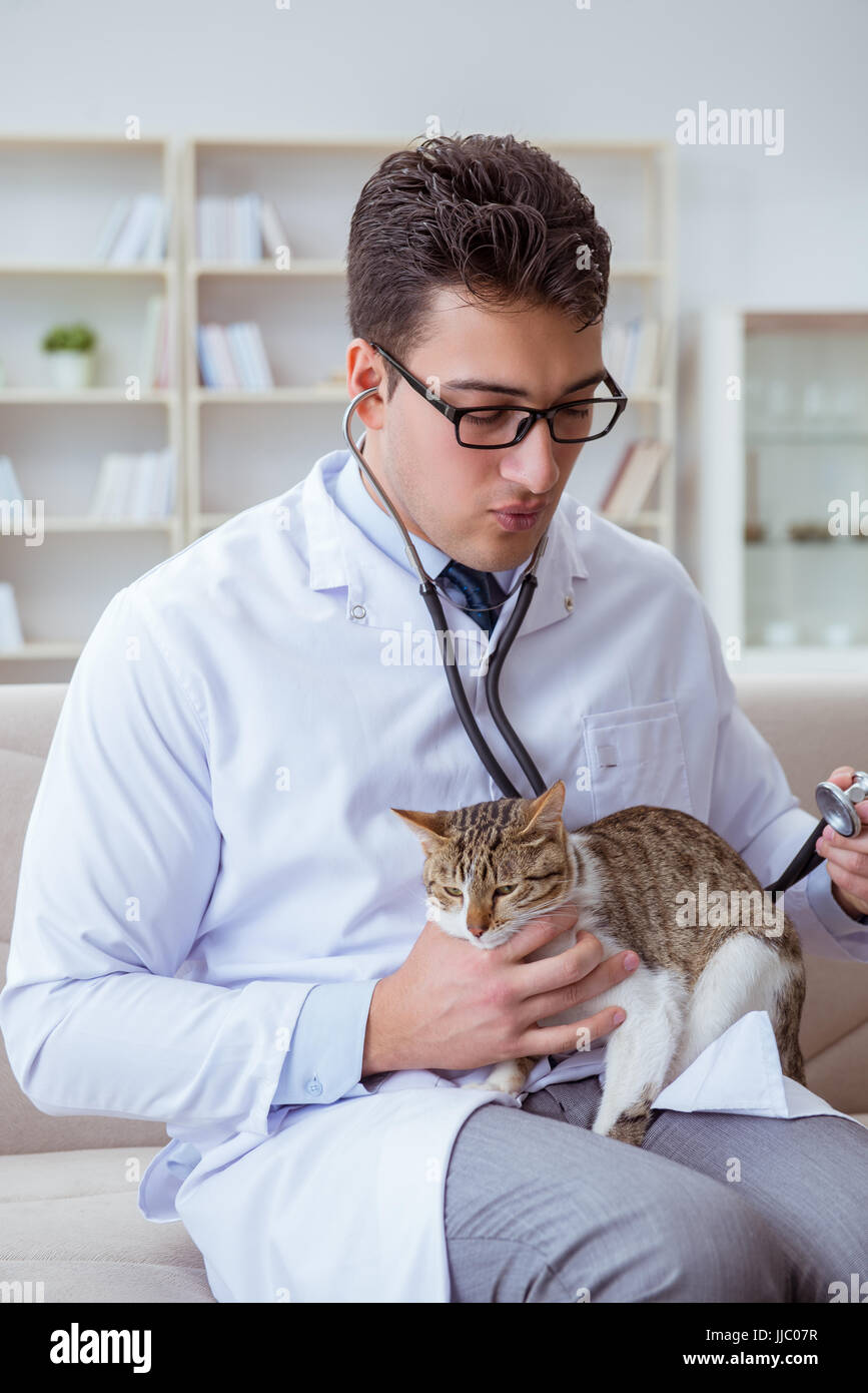 Cat visiting vet for regular check up Stock Photo Alamy