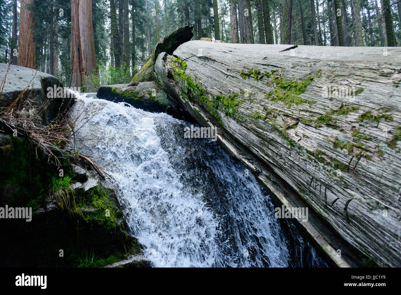 Fallen tree over a waterfall in Sequoia National Park - Photography by ...