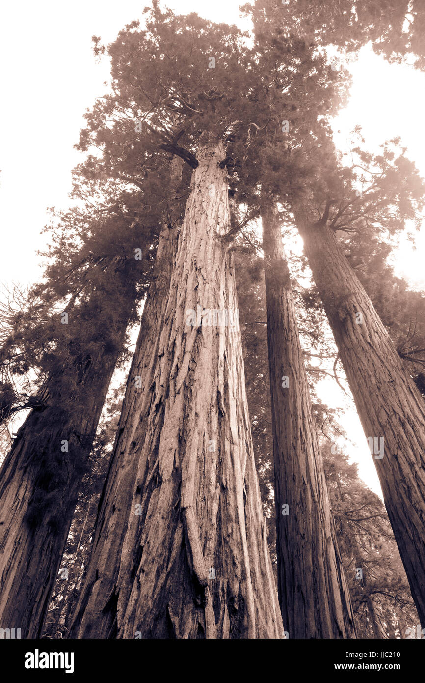 Big Sequoia trees in the Giant Forest  - Photography by Paul Toillion Stock Photo