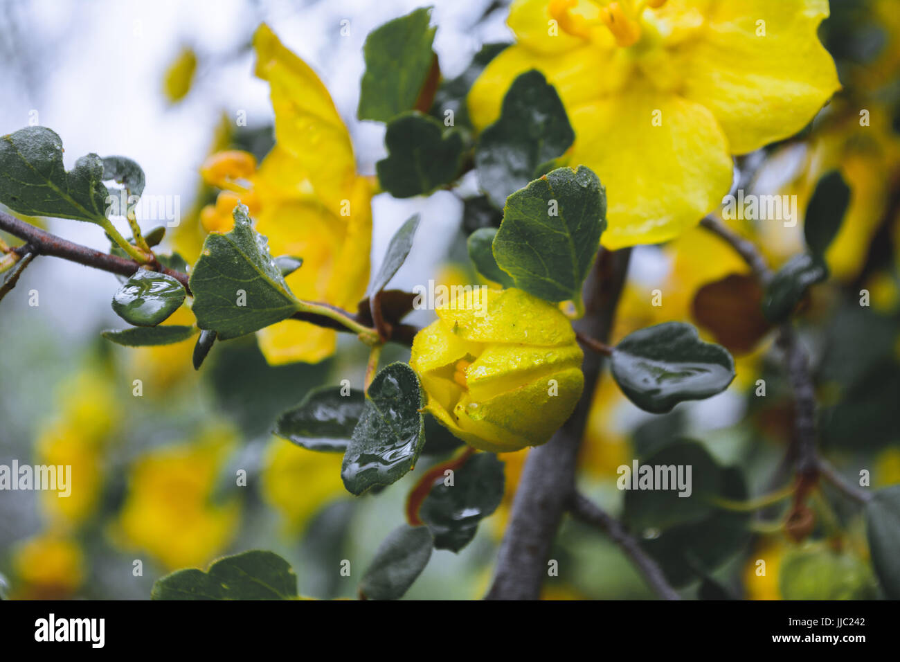 Water drops on yellow flowers in the Sequoia National Park, California - Photography By Paul Toillion Stock Photo