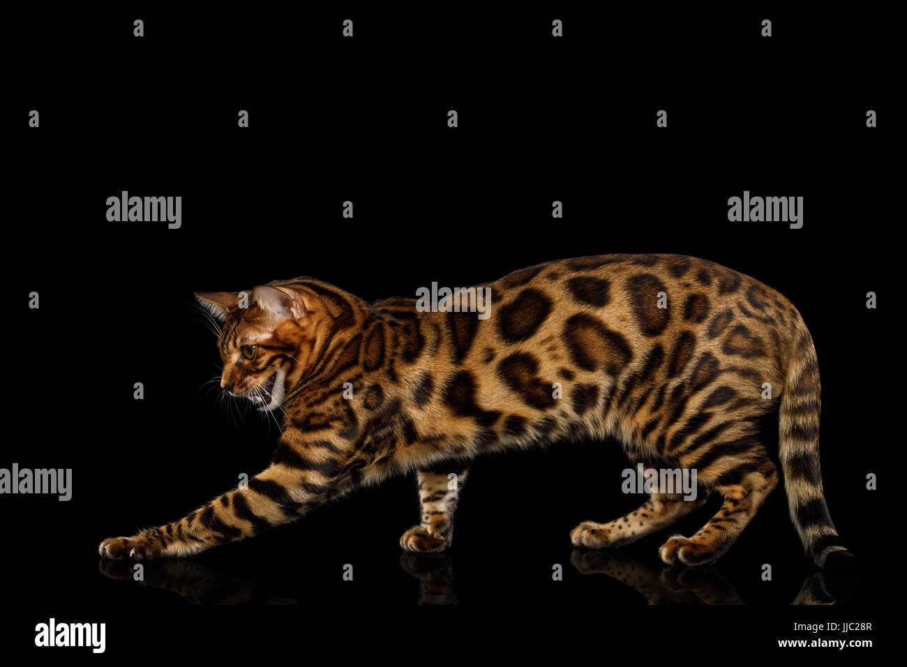 Bengal Cat isolated on Black Background Stock Photo Alamy