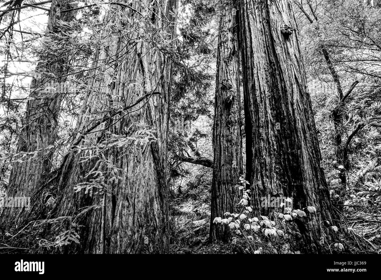 Redwood Forest with giant red cedar trees Stock Photo