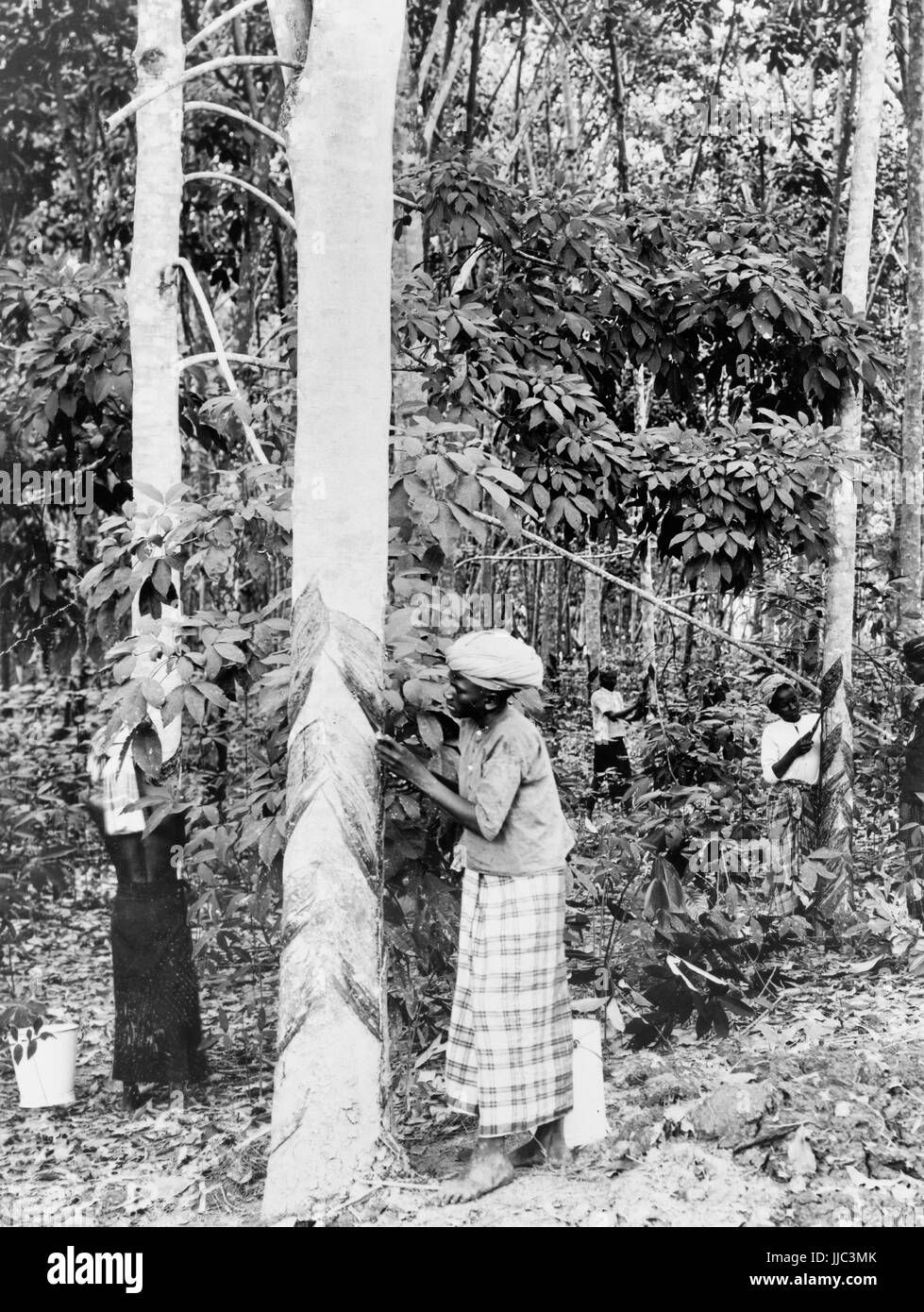 Gathering rubber sap, Java, Indonesia, circa 1910 Stock Photo
