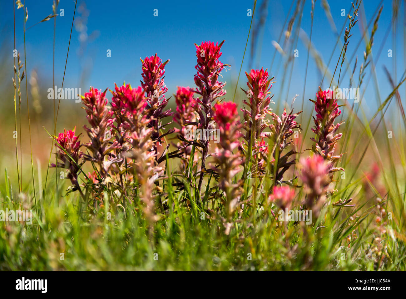 Indian paintbrush wildflowers flourishing in the high desert of the Bighorn Basin. McCullough Peaks Herd Management Area, Wyoming Stock Photo