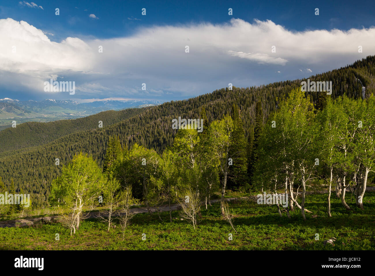 Aspen trees growing below stormy weather along the Old Pass Road Trail in the Teton Mountains