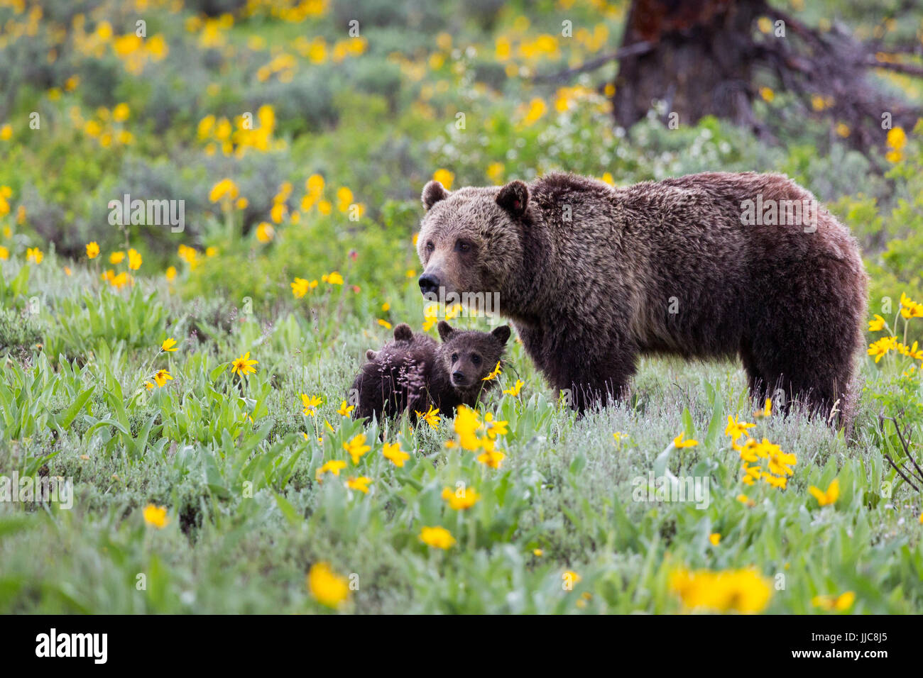 The grizzly bear nicknamed Blondie protecting her two cubs of the year