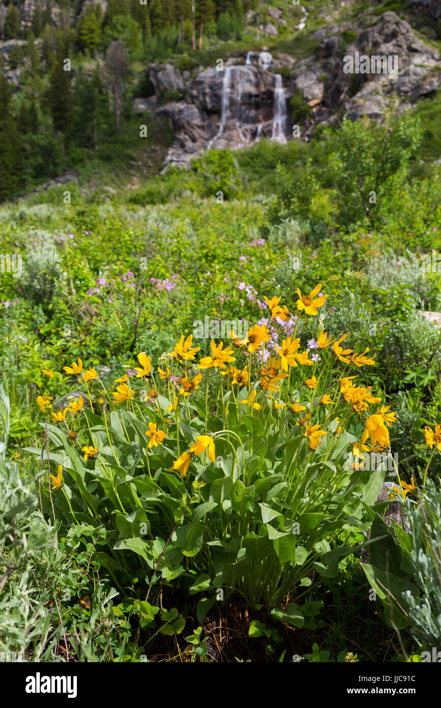 Arrowhead balsamroot wildflowers blooming below a waterfall produced from snow melt pouring over a rocky cliff near the mouth of Death Canyon. Grand T Stock Photo