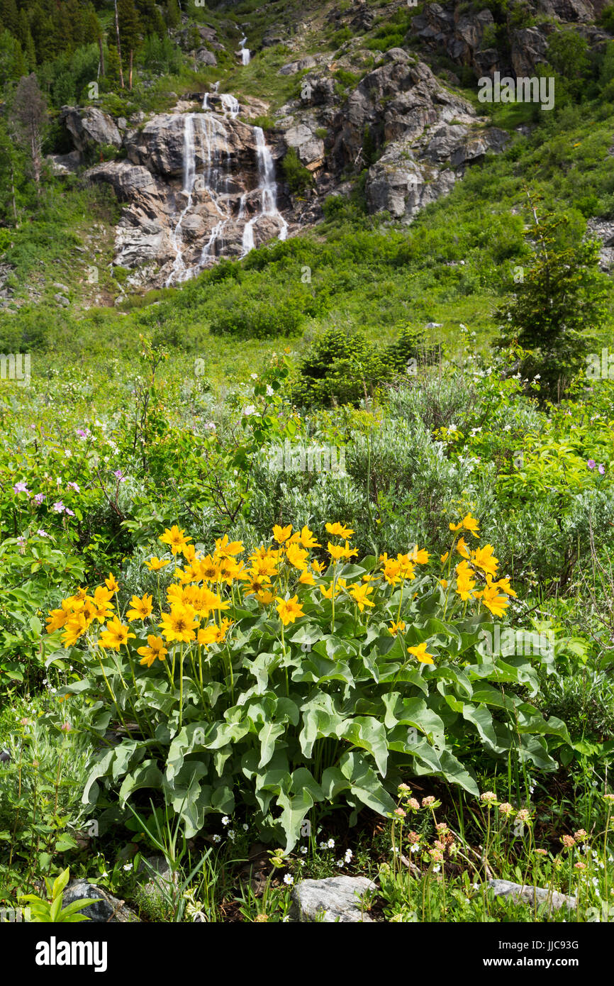 A snow melt waterfall pouring over a rocky cliff above arrowhead balsamroot wildflowers along the Death Canyon Trail. Grand Teton National Park, Wyomi Stock Photo