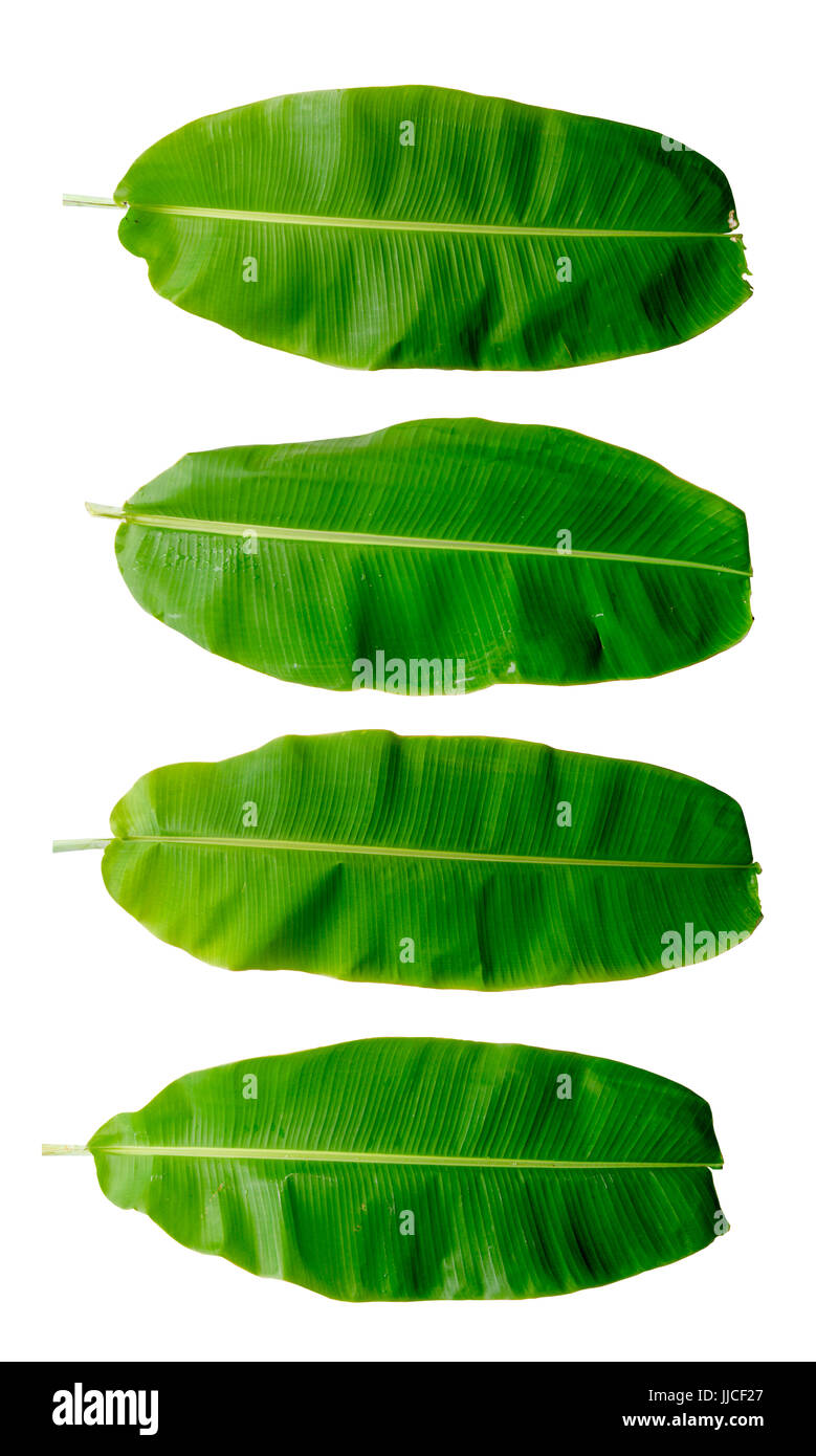 Green banana leaf,Bananas have green fiber leaves visible,With water on the leaves.The branches and leaves  green on  white background,Clipping part Stock Photo