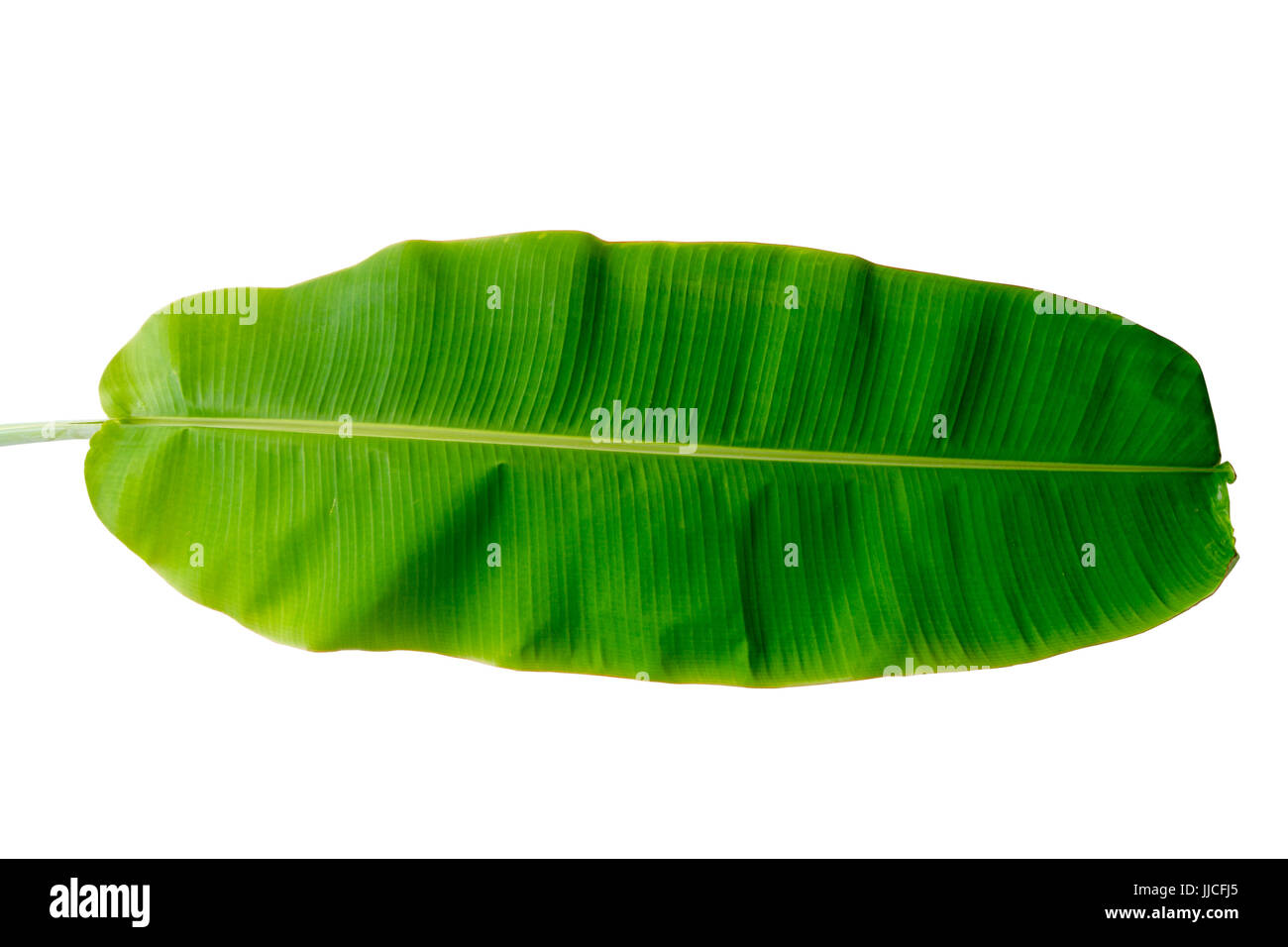 Green banana leaf,Bananas have green fiber leaves visible,With water on the leaves.The branches and leaves  green on  white background,Clipping part Stock Photo