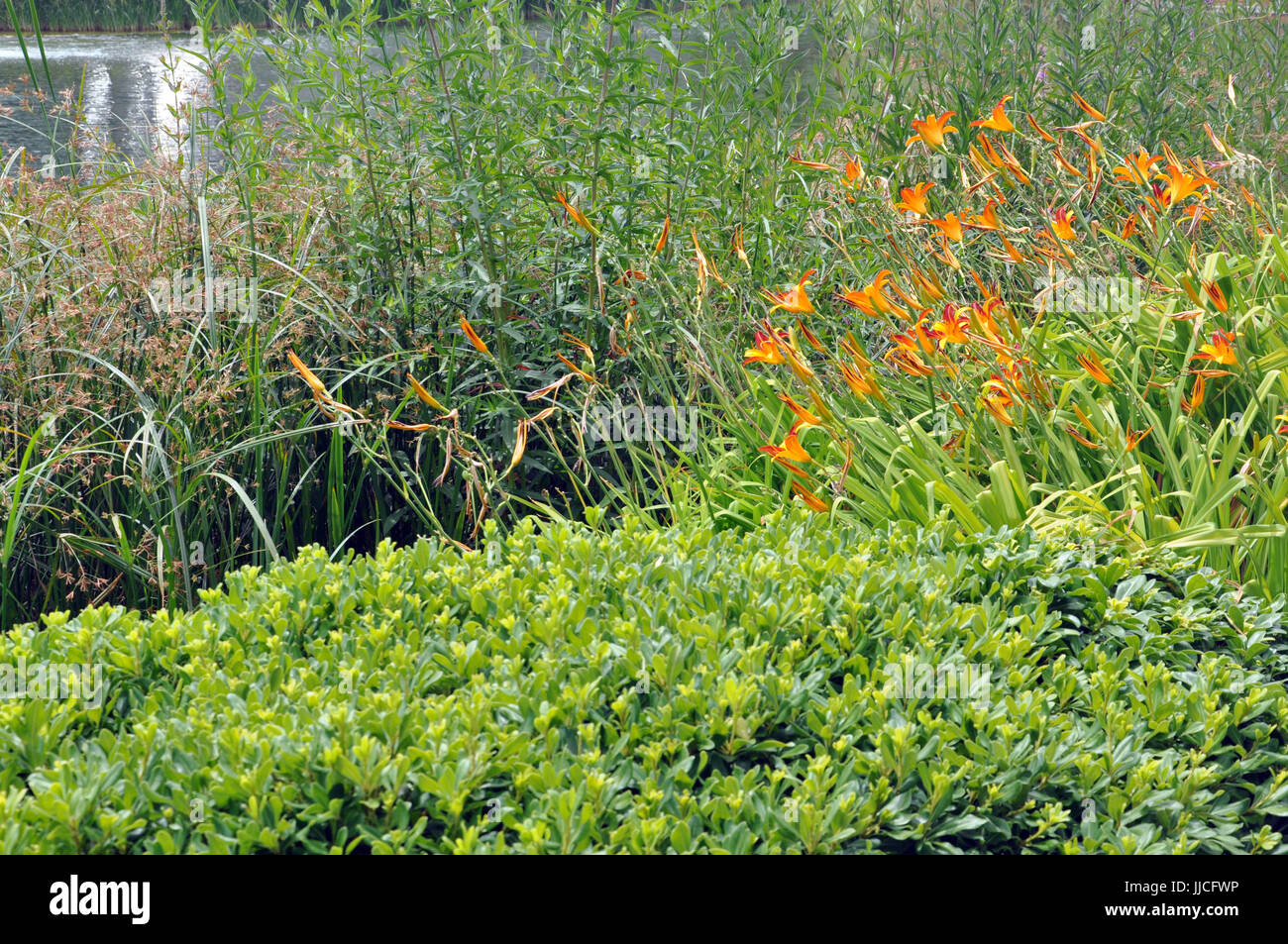 Artificial aquatic plant hi-res stock photography and images - Alamy